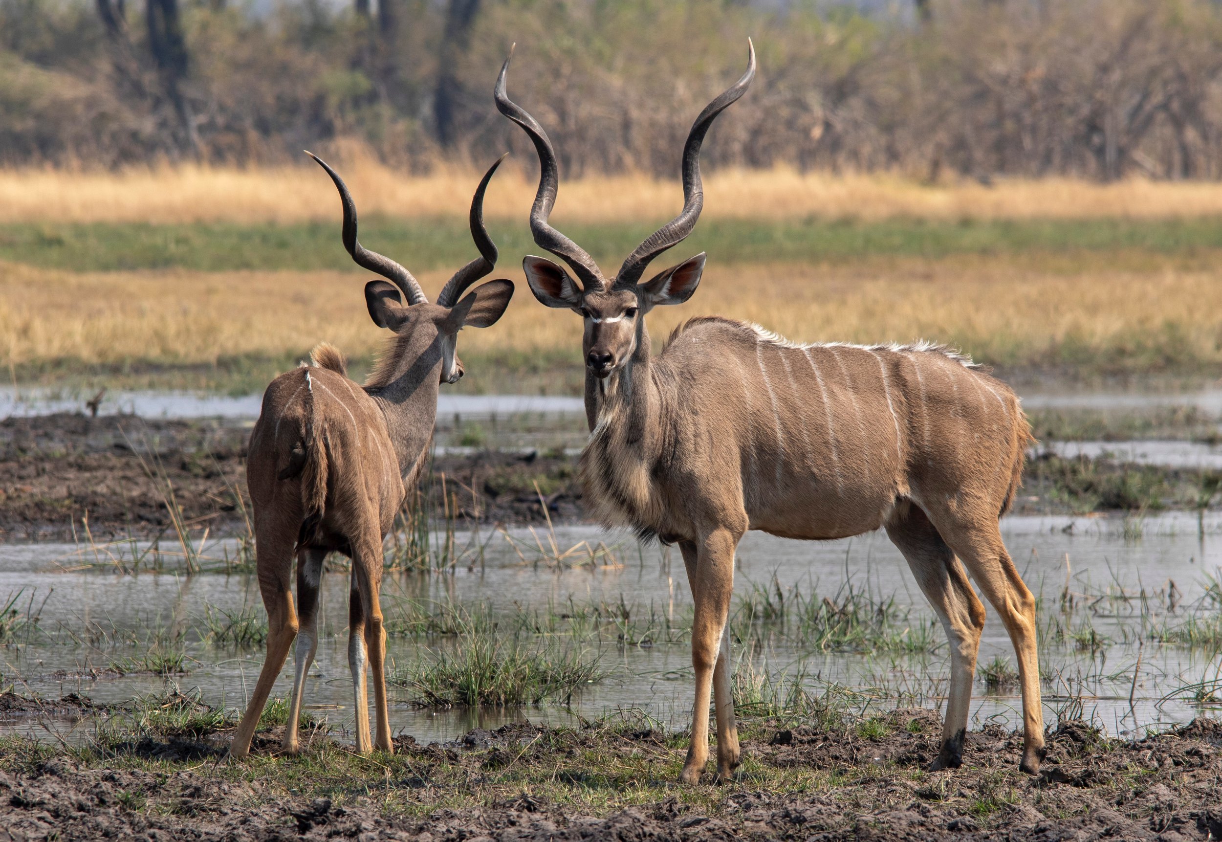 Hunting+in+South+Africa+(2)