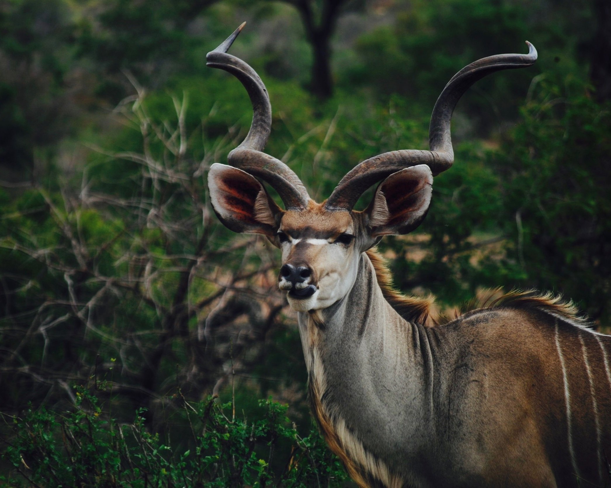 Kudu+hunting+in+Africa