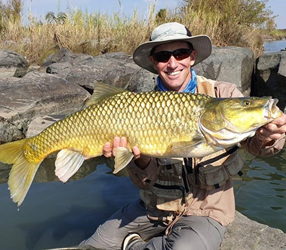 yellow-fish